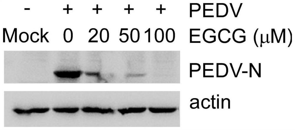 Application of epigallocatechin gallate in preparing preparations for preventing and/or treating porcine epidemic diarrhea virus