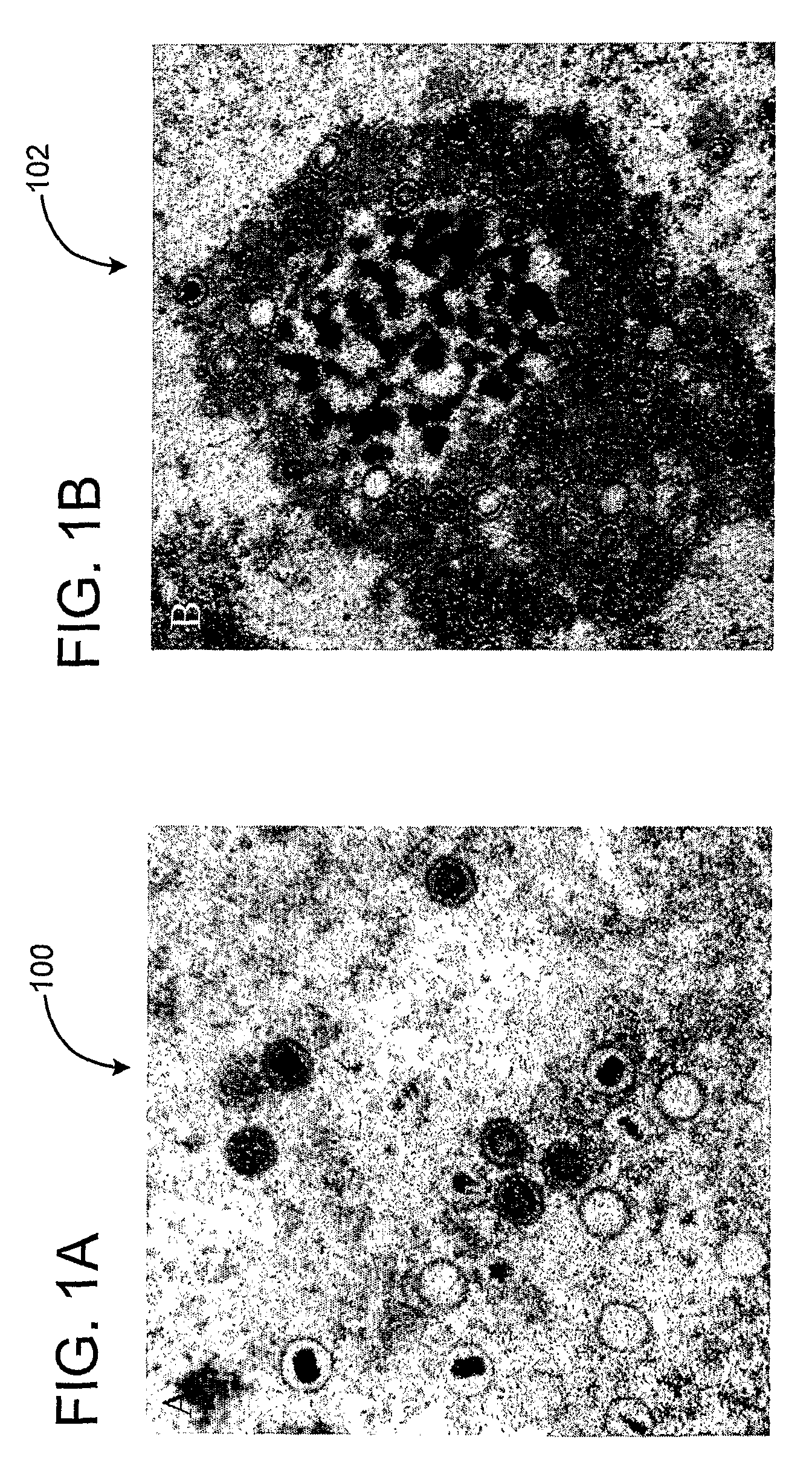 Identification and classification of virus particles in textured electron micrographs