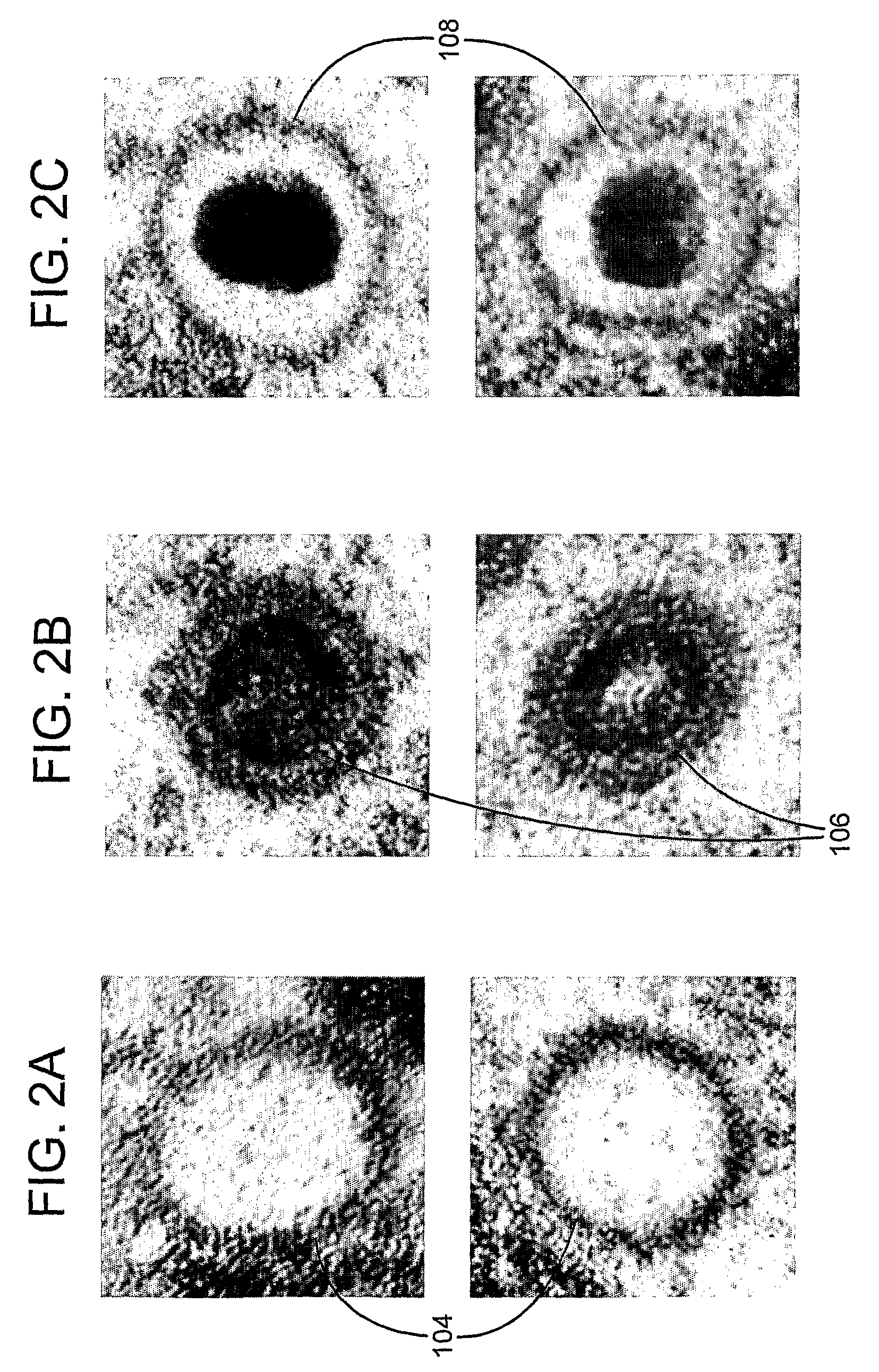 Identification and classification of virus particles in textured electron micrographs