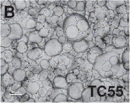 Thin film spray coating machine and thin film preparation method