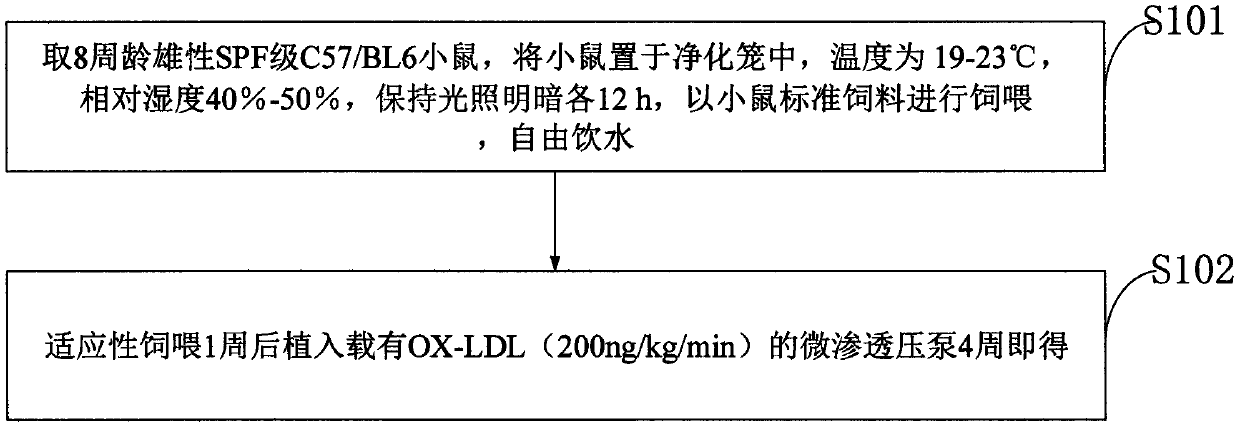 Animal heart failure model and construction method thereof