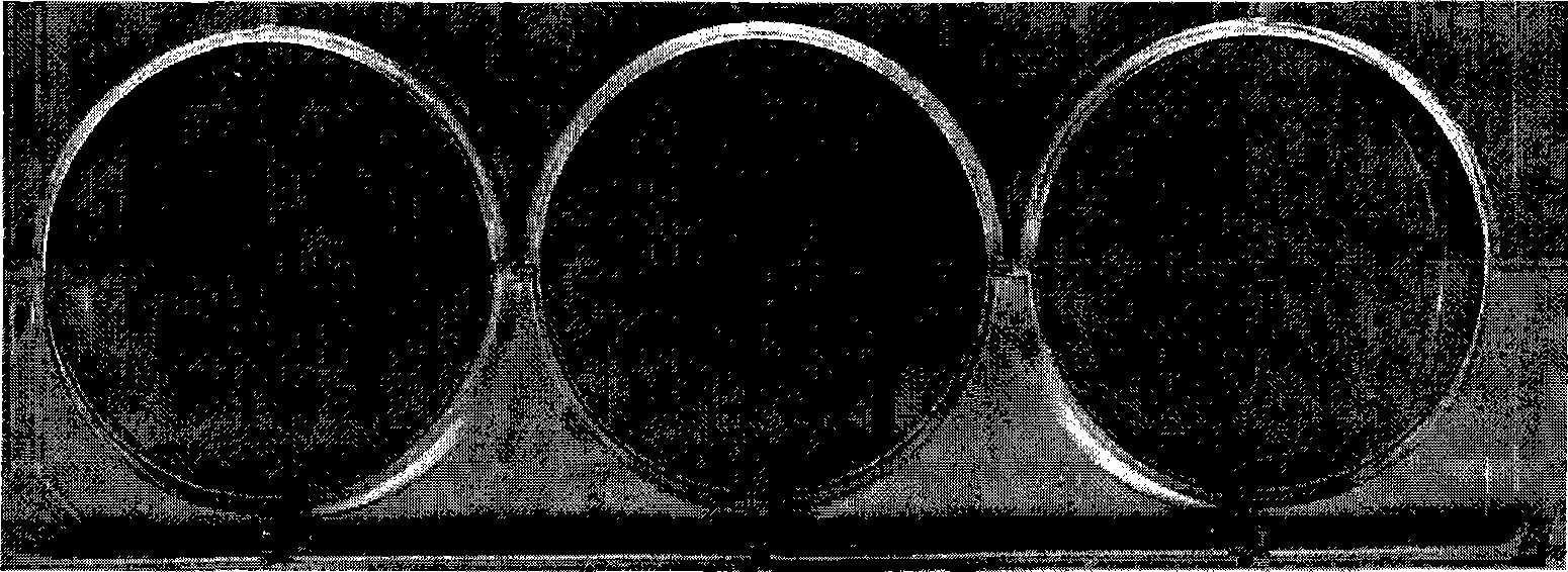 Method for detecting titre of live viruses