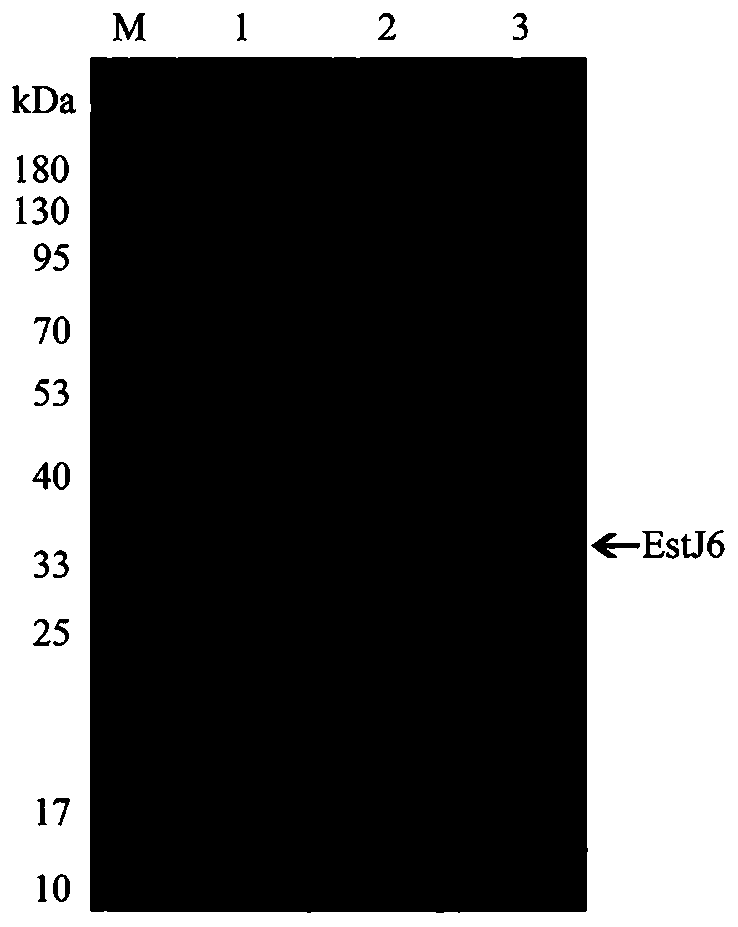 Novel phthalate hydrolase EstJ6 as well as coding gene and application thereof