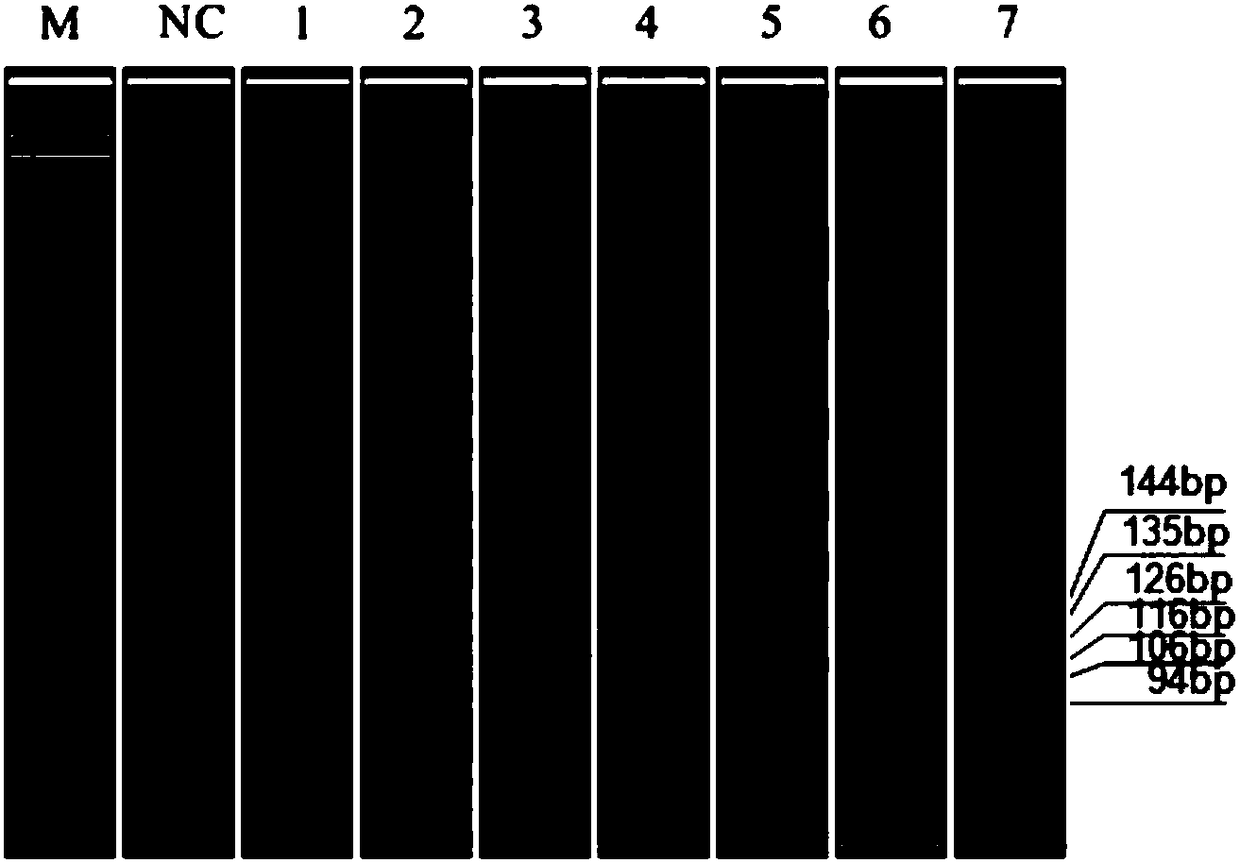 MLPA (multiplex ligation-dependent probe amplification) identification kit capable of detecting multiple pathogens causing sudden death of pigs