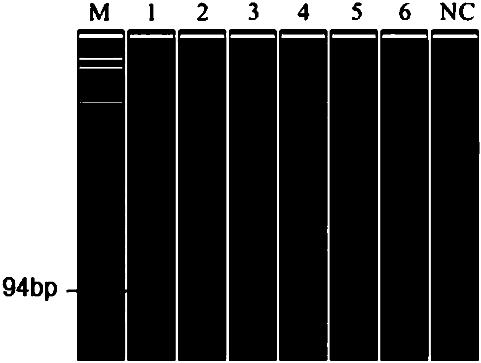 MLPA (multiplex ligation-dependent probe amplification) identification kit capable of detecting multiple pathogens causing sudden death of pigs