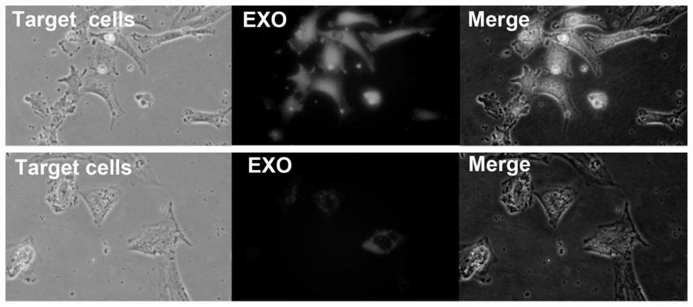 Method for rapidly increasing exosome yield of adipose tissue-derived stromal cells