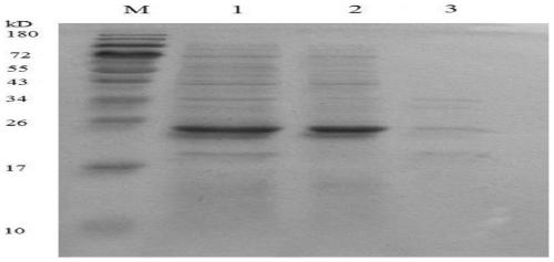 An electrochemical receptor sensor for detecting β-lactam antibiotics, preparation method and application thereof