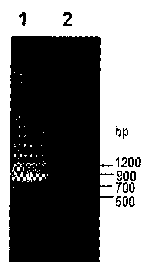 Preparation method of methyl (R)-o-chloromandelate utilizing biocatalytic asymmetric reduction