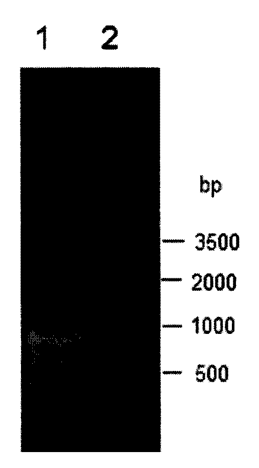 Preparation method of methyl (R)-o-chloromandelate utilizing biocatalytic asymmetric reduction