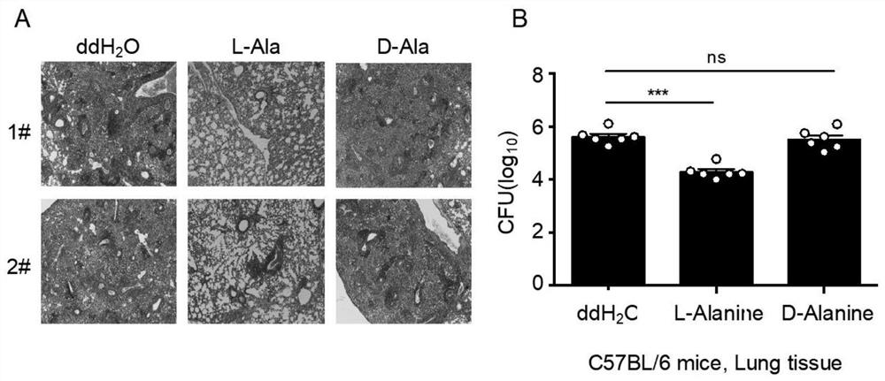 Application of L-alanine in preparation of medicine for preventing and treating tuberculosis