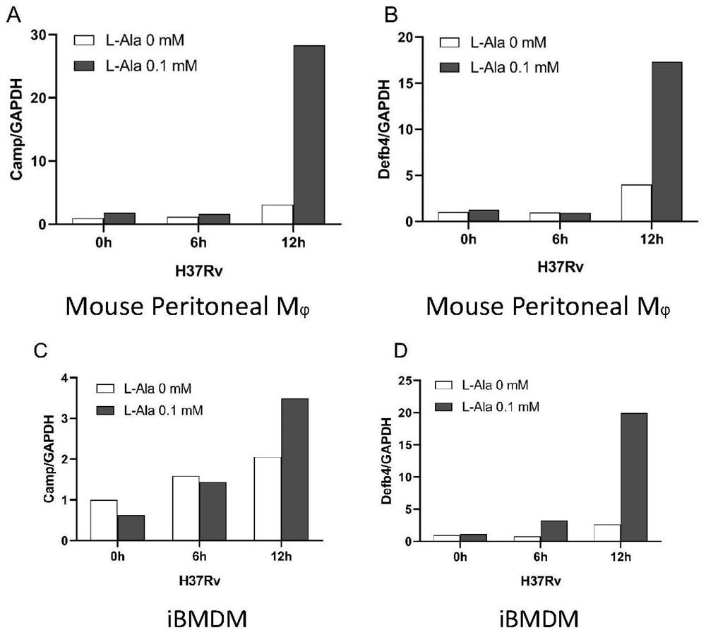 Application of L-alanine in preparation of medicine for preventing and treating tuberculosis