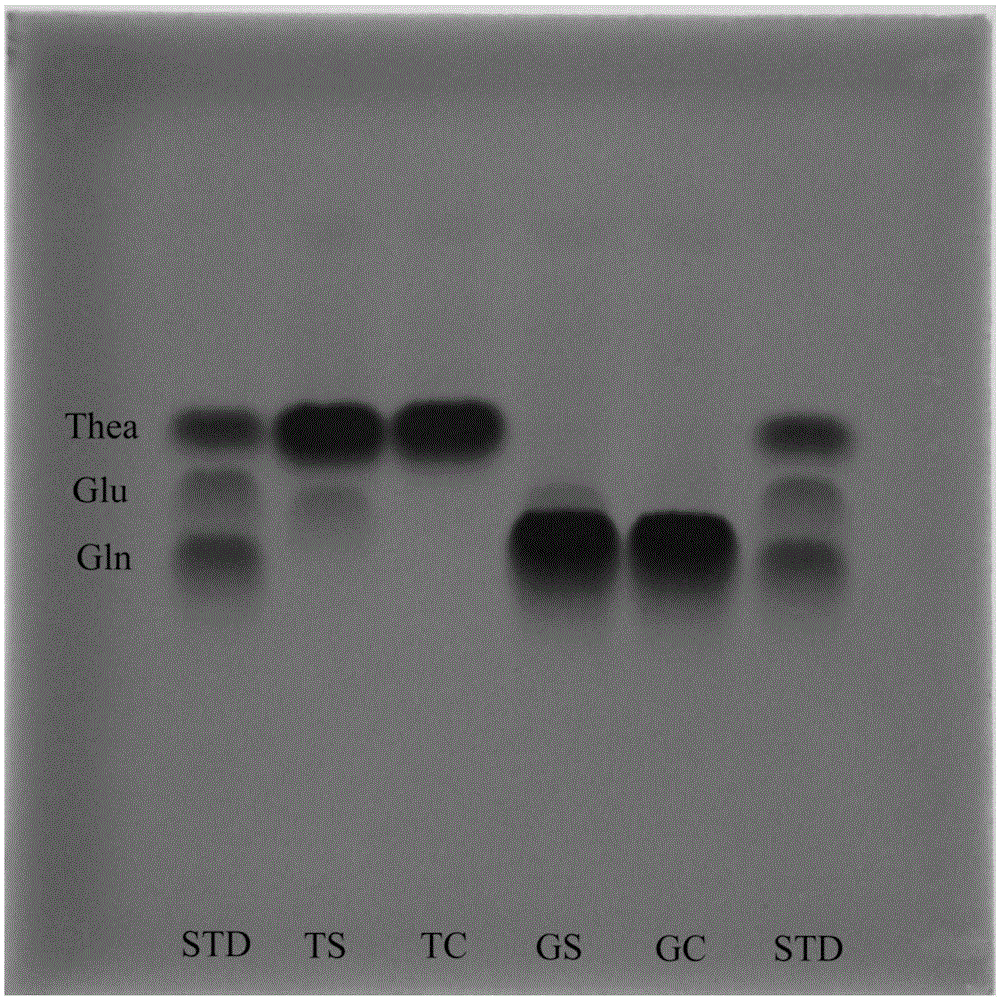 Method for rapidly detecting activity of theanine and glutamine hydrolase in tea trees