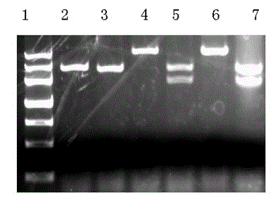 Yunnan red pear PybHLH gene as well as prokaryotic expression vector and application thereof