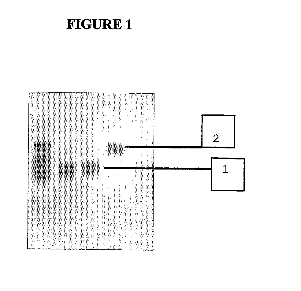 Encapsulated (Chelate or Ligand) Dendritic Polymers