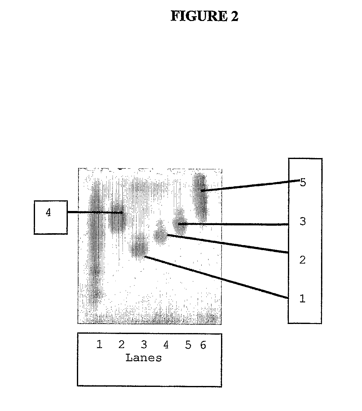 Encapsulated (Chelate or Ligand) Dendritic Polymers