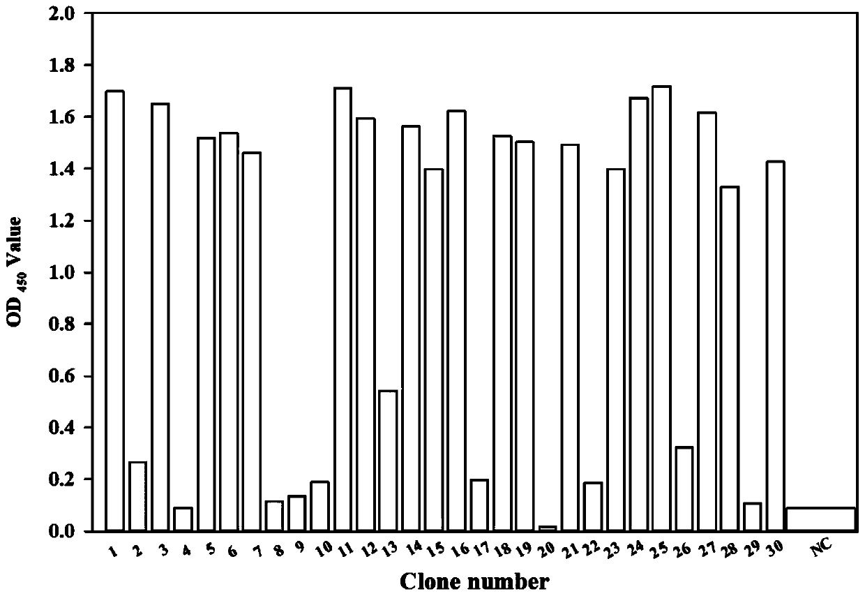 Staphylococcus aureus enterotoxin B nanometer antibody B7, application and reagent kit