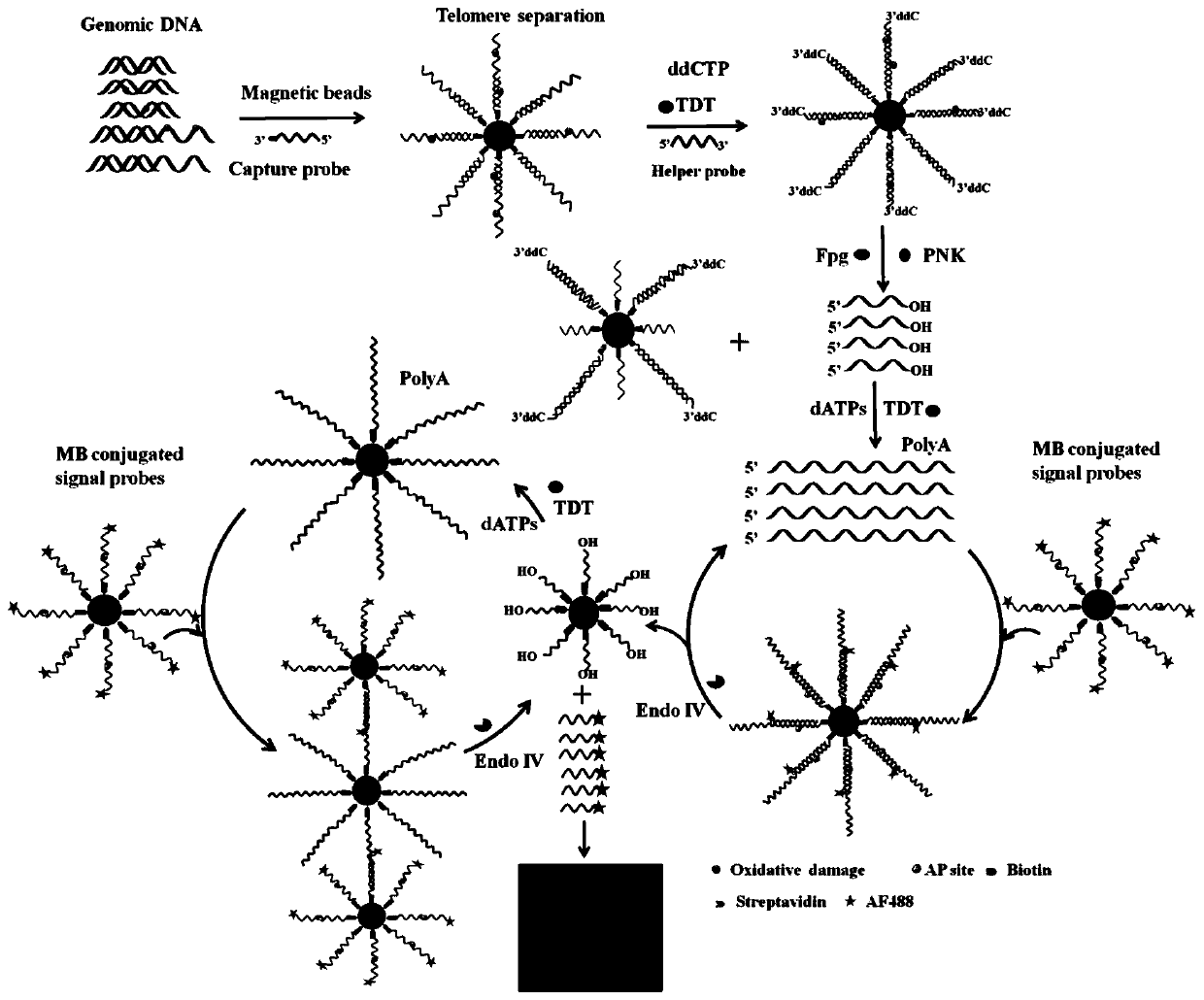 Fluorescent chemical sensor and detection method for detecting oxidative damage in telomeres and application of fluorescent chemical sensor and detection method