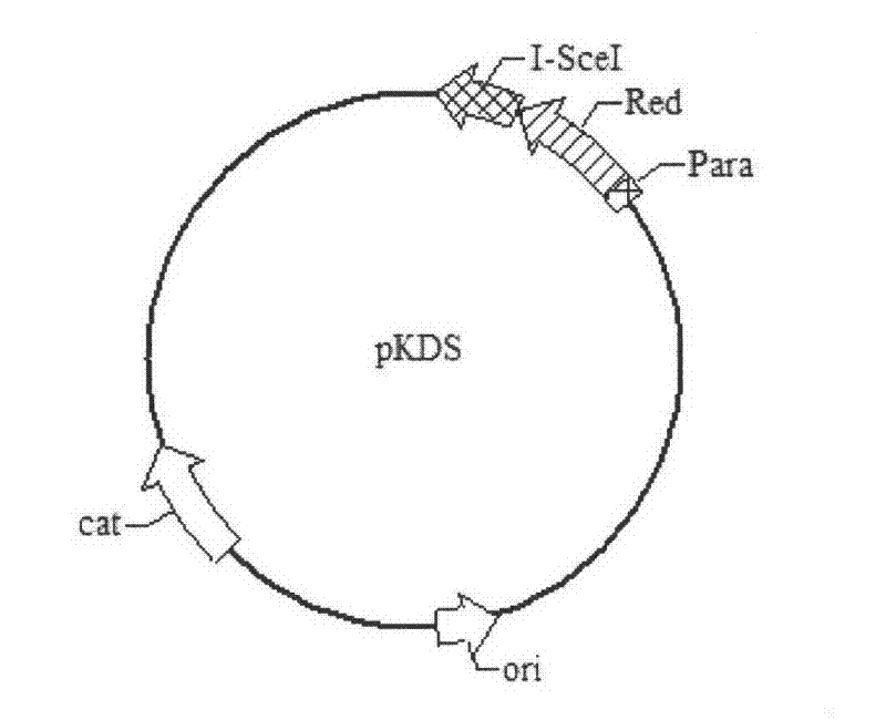 Method and special engineering bacteria for producing N-terminal acetyl protein or polypeptide