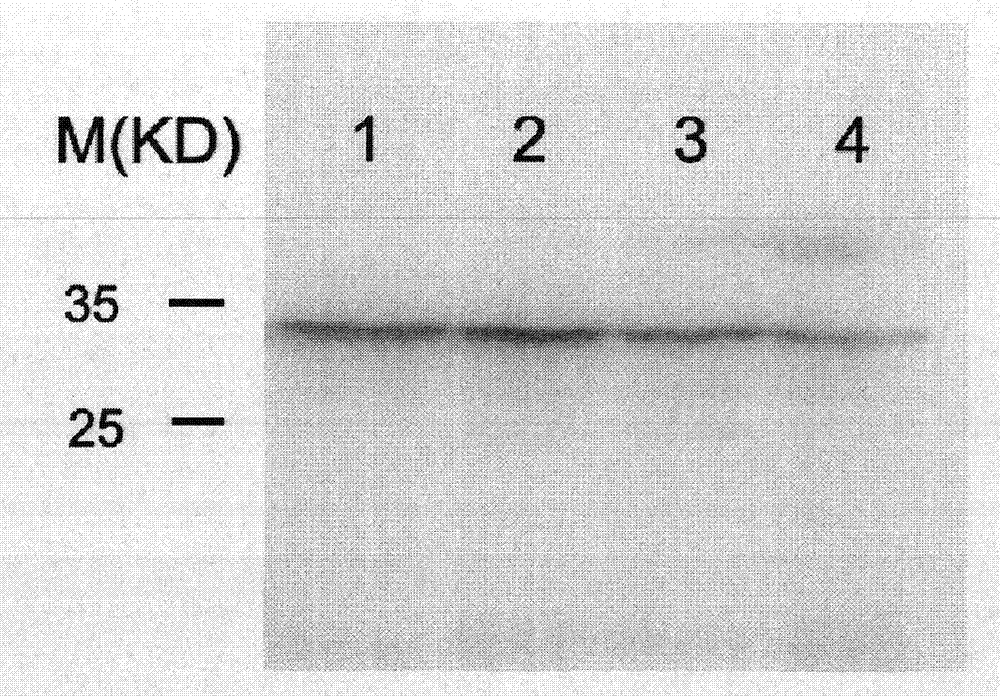 Method for purifying antibody by denatured antigen affinity purification