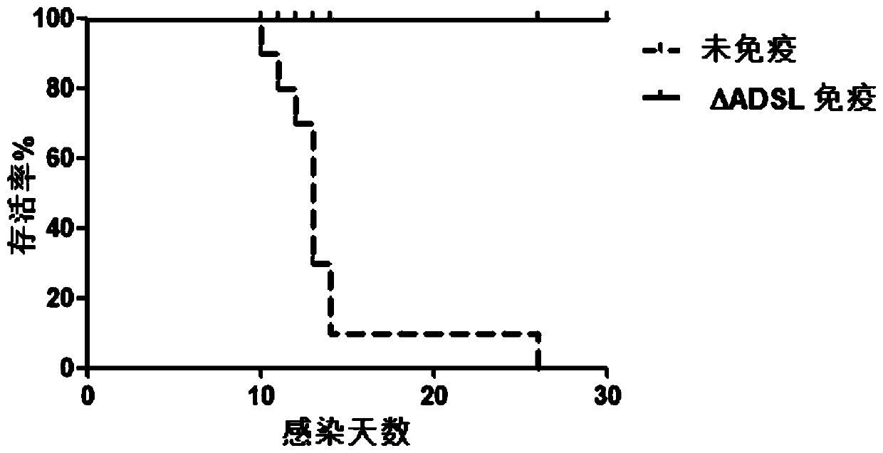 Construction method and applications for toxoplasma adenylosuccinate lyase gene knockout strains