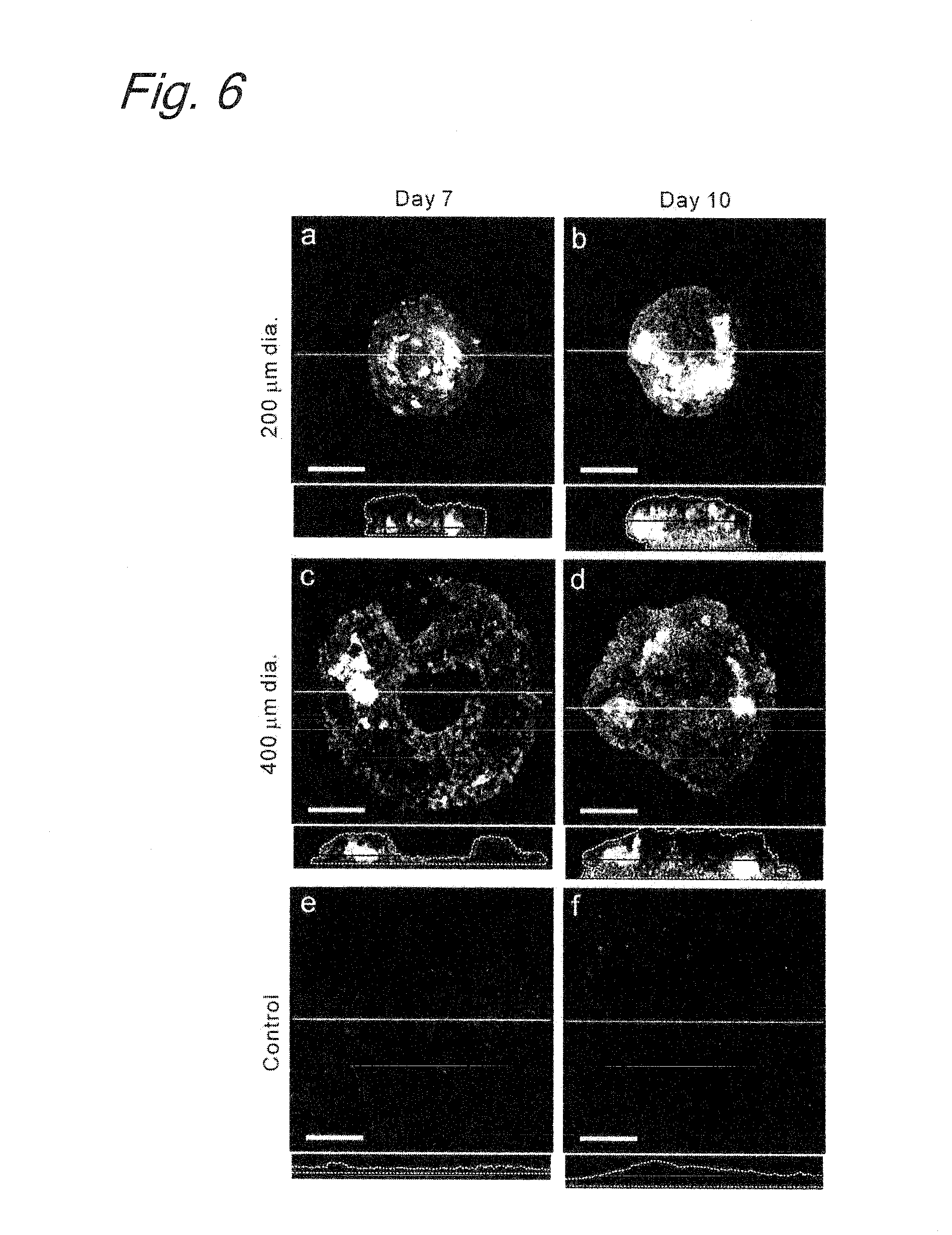 Method for inducing differentiation of embryonic stem cells or artificial pluripotent stem cells