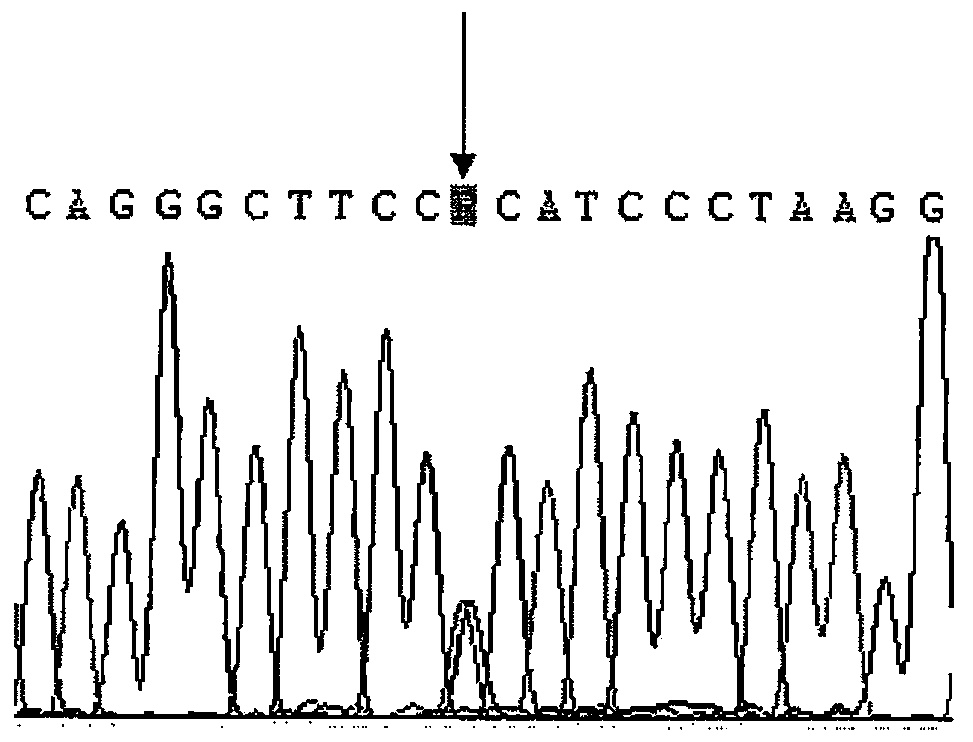 CYP2D6 gene segment containing 3334G&gt;A mutant, protein segment coded by same and application thereof