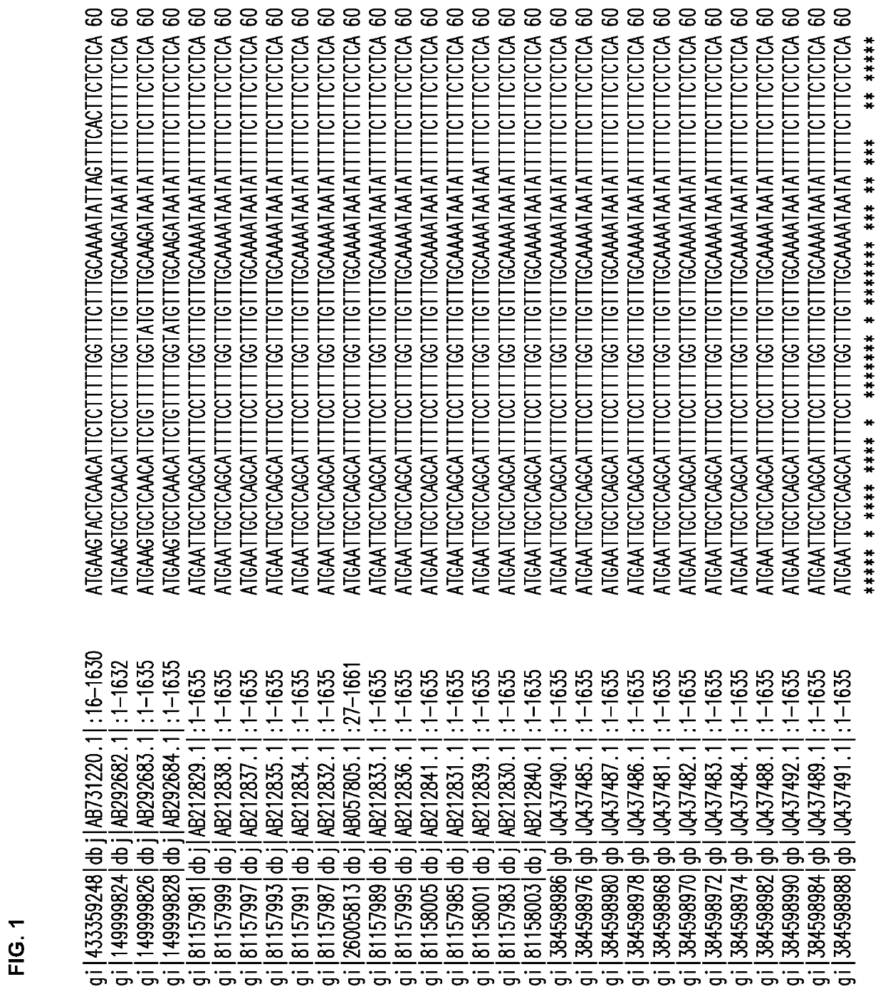 Cannabis plants having modified expression of THCA synthase