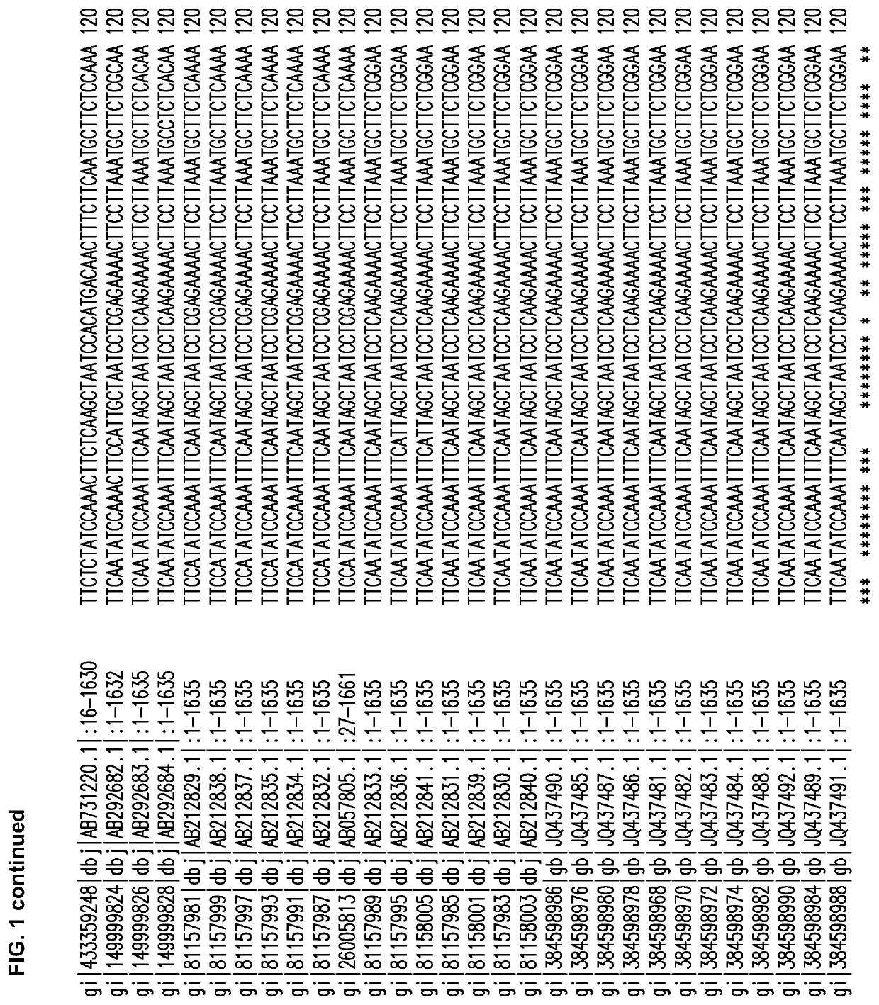 Cannabis plants having modified expression of THCA synthase