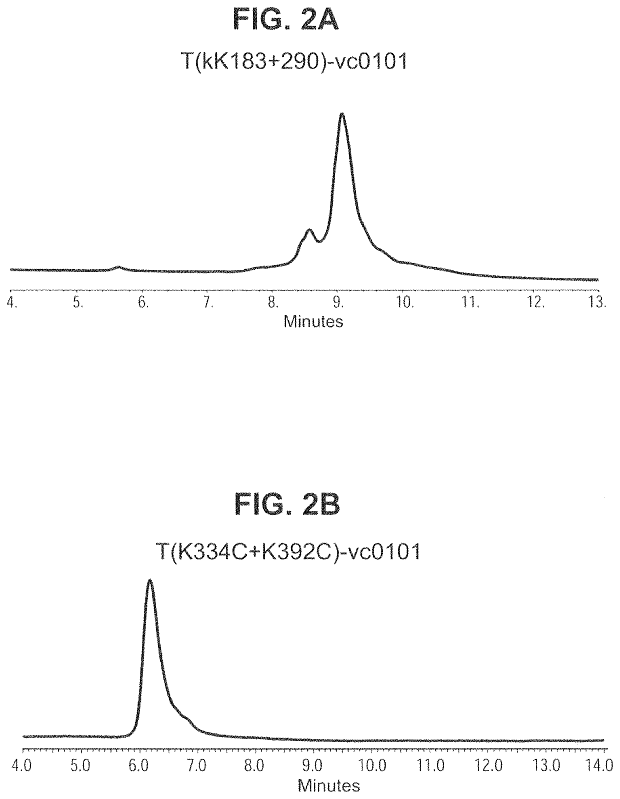 Site specific HER2 antibody drug conjugates