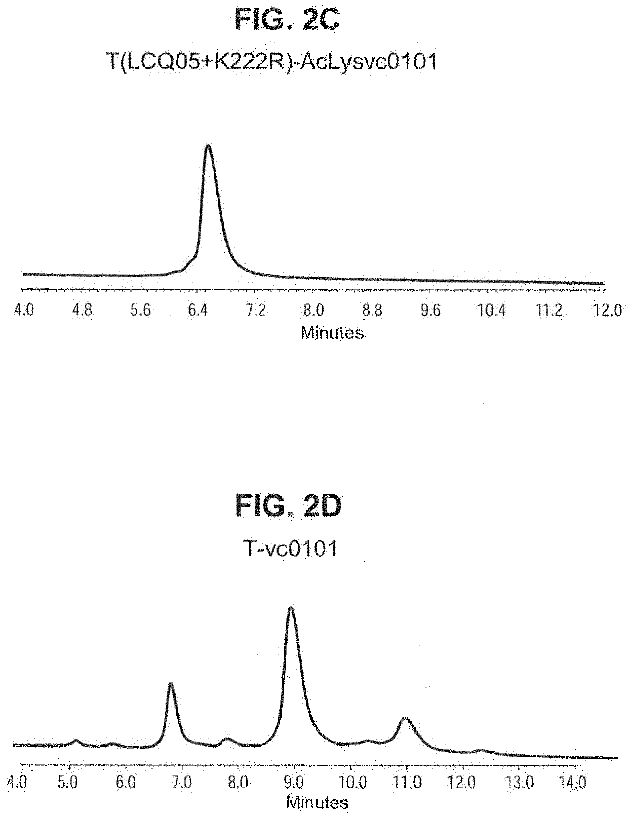 Site specific HER2 antibody drug conjugates