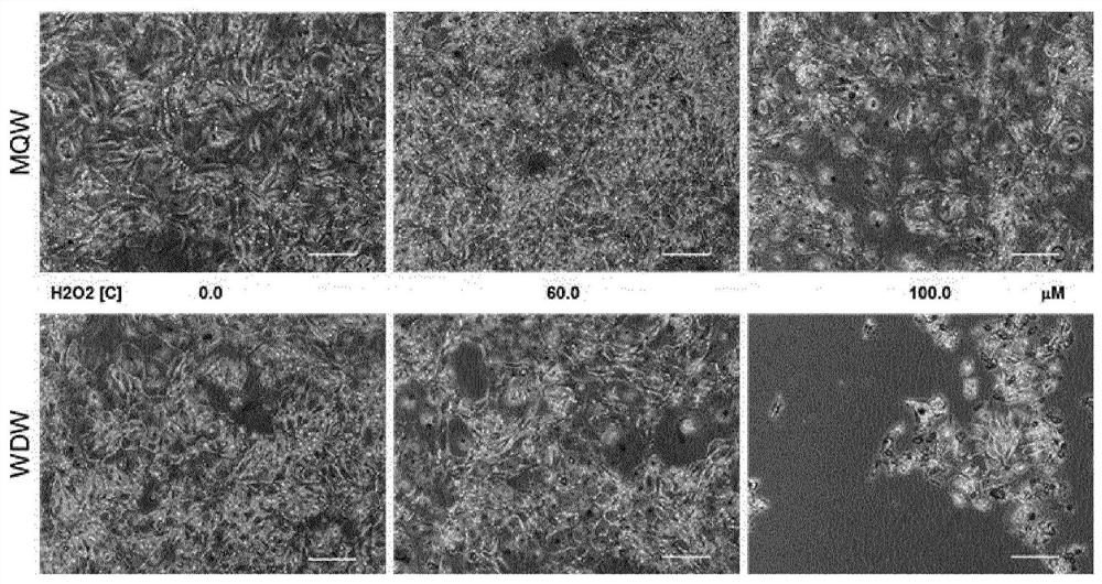 Electrolysed water, method for obtaining same and uses of such water for treating disorders relating to cell senescence