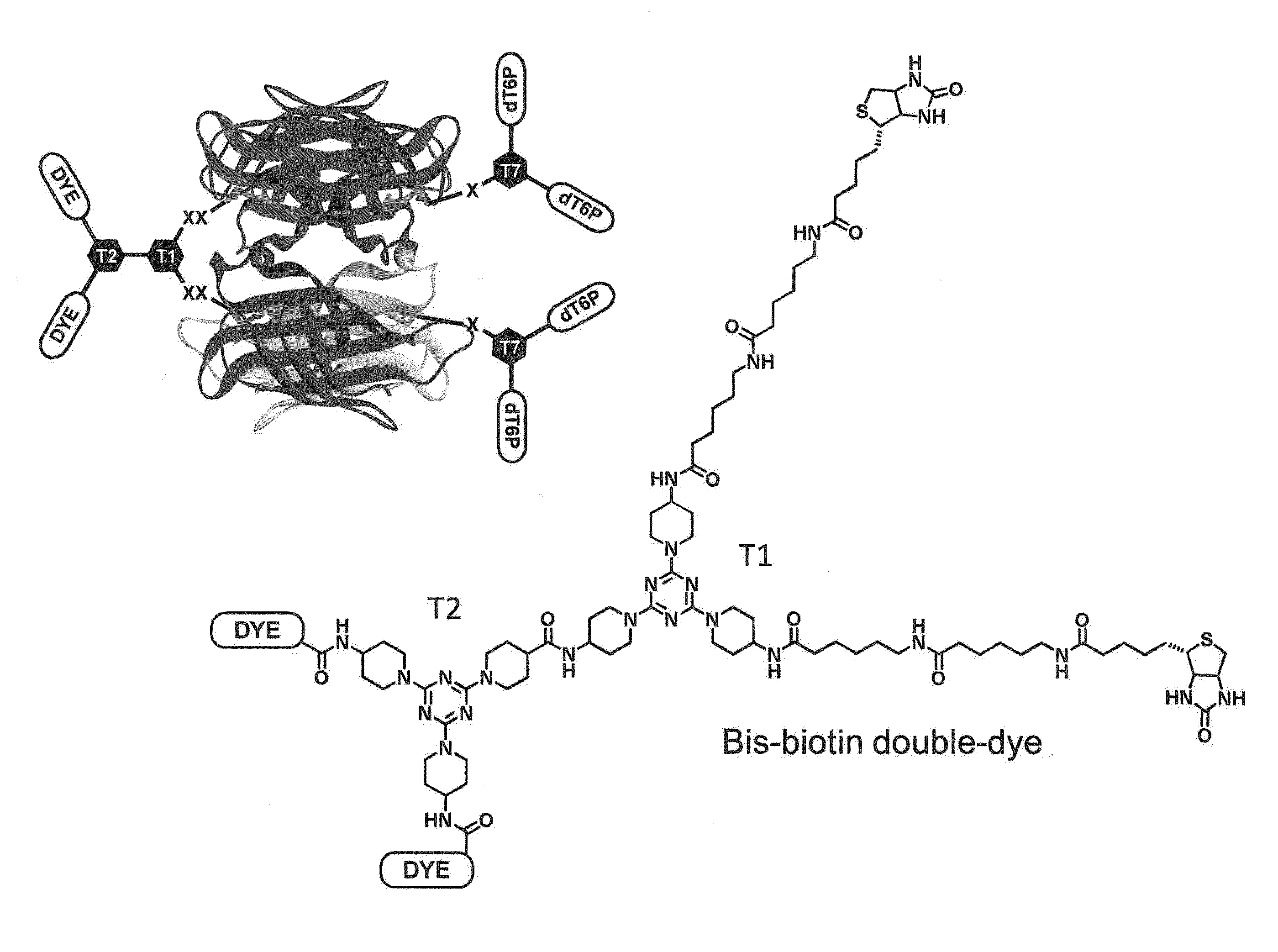 Polymerase enzyme substrates with protein shield