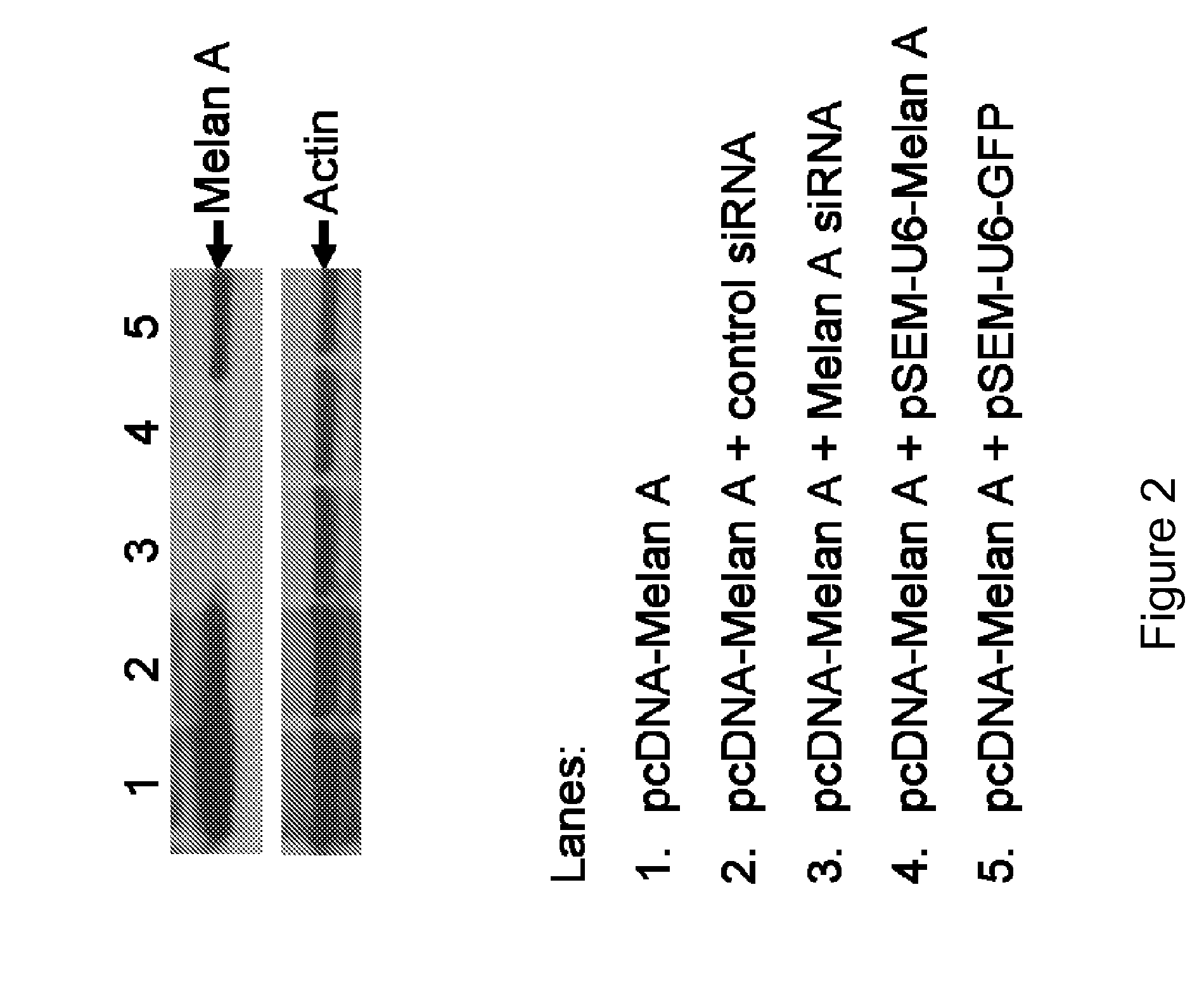 Multicistronic vectors and methods for their design