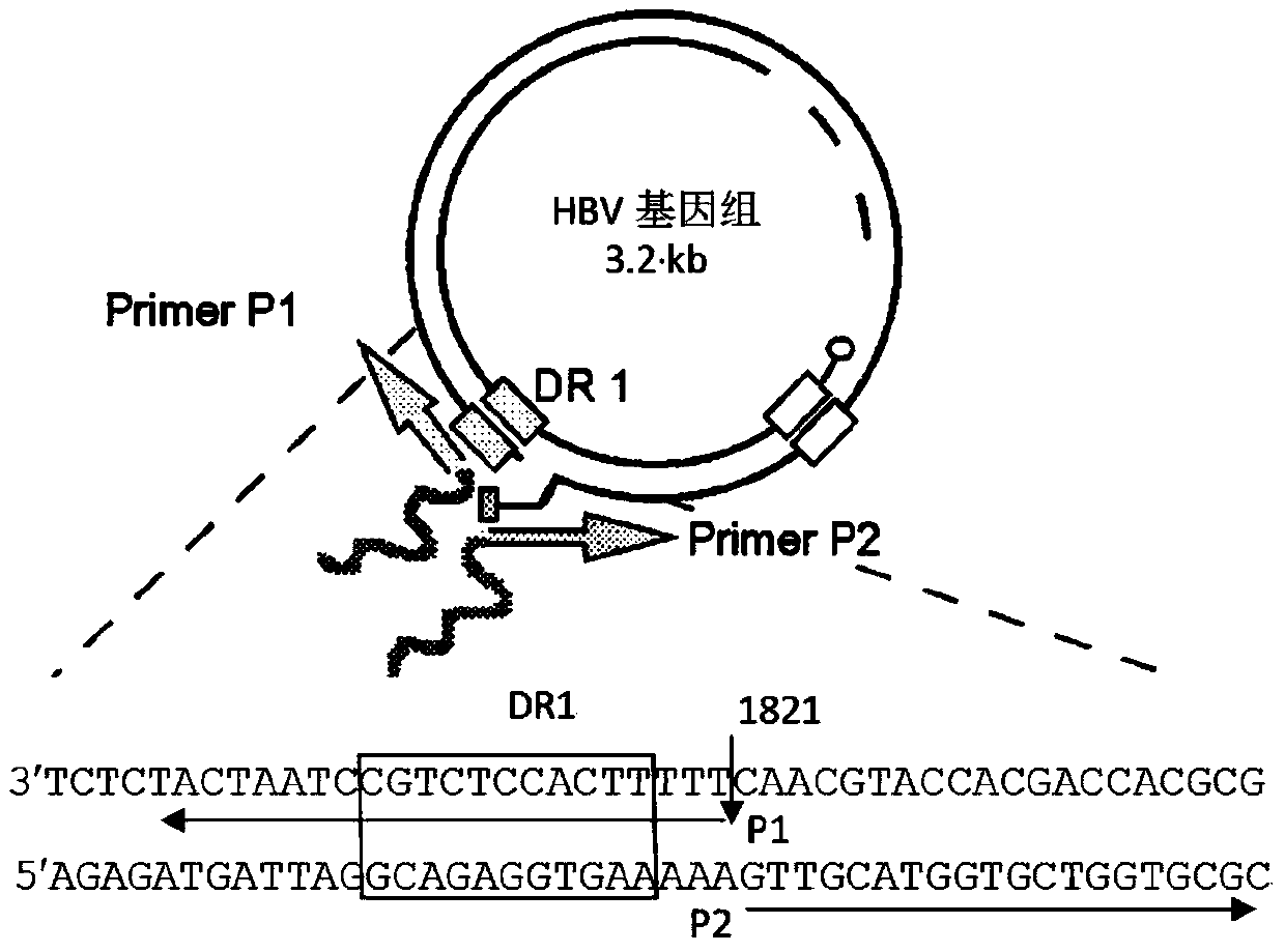 Construction method and application of a mouse model of HBV infection