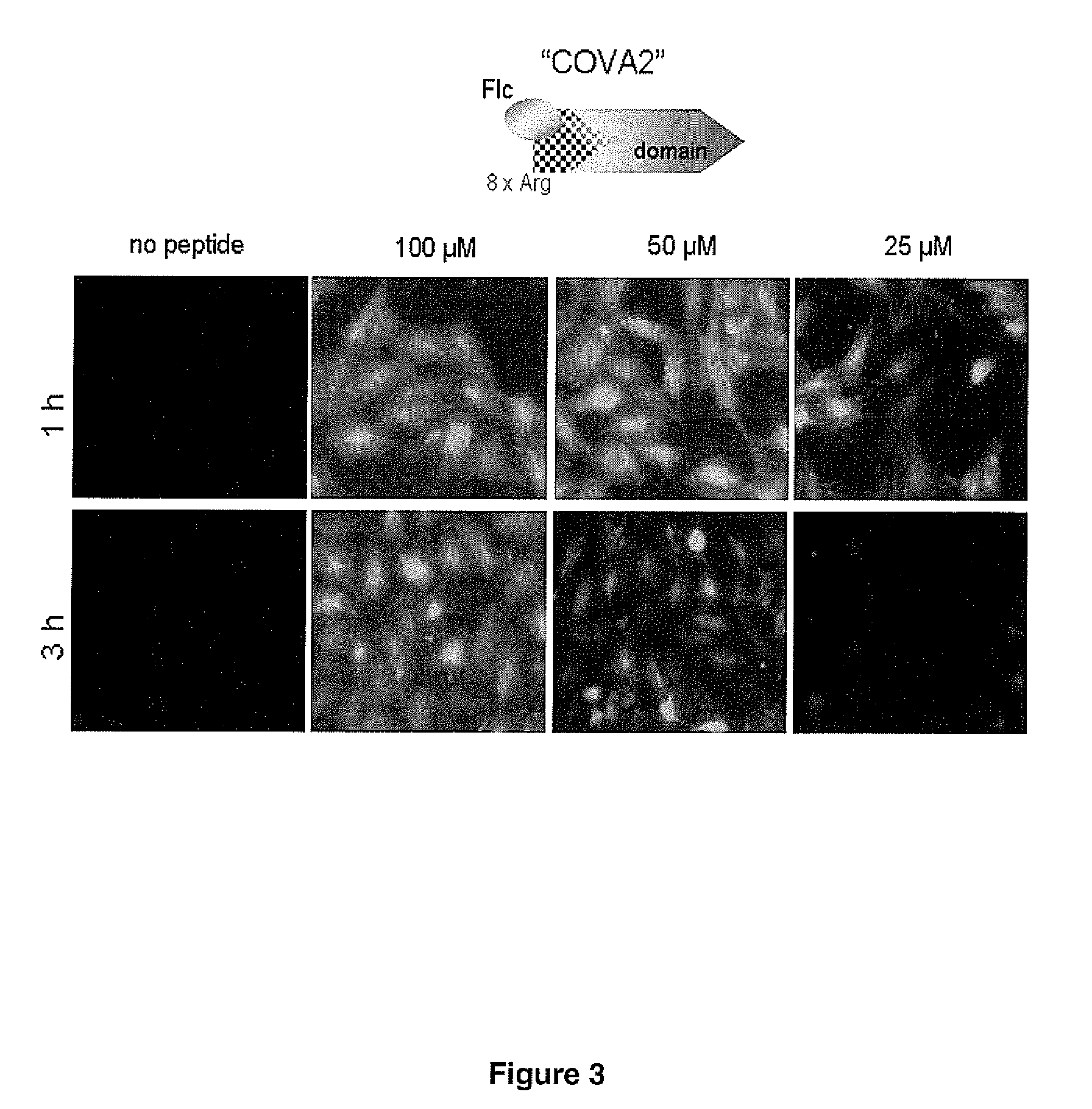 Antiviral peptides from african swine fever virus which prevent the binding of the virus to dlc8