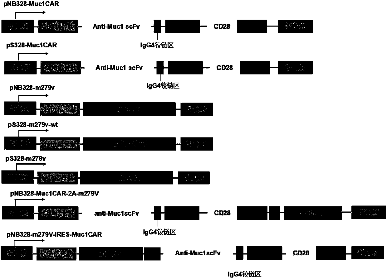 Muc1-specific CAR-T cells capable of stably expressing PD-1 antibodies and usage thereof