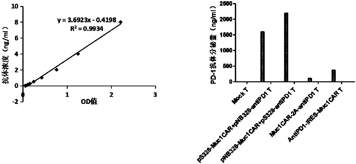 Muc1-specific CAR-T cells capable of stably expressing PD-1 antibodies and usage thereof