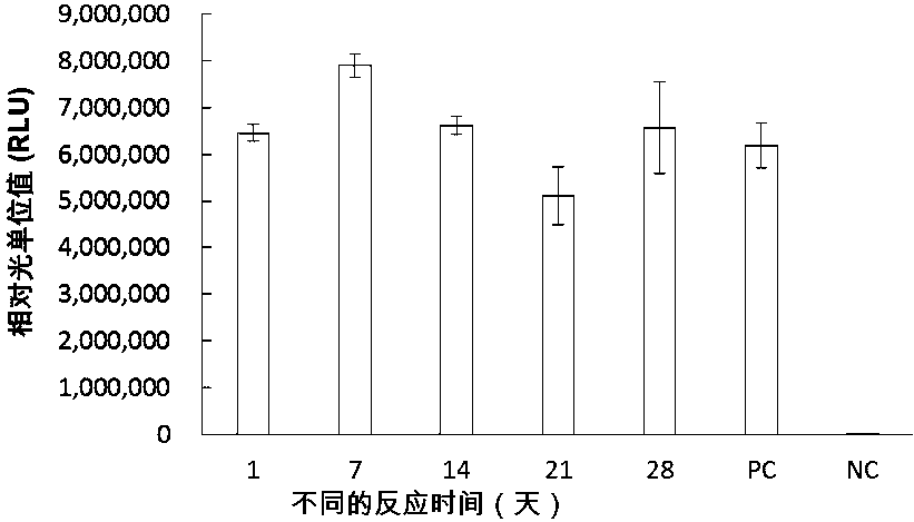 Synthesis system, preparation, kit and preparation method of in-vitro DNA-to-Protein (D2P)