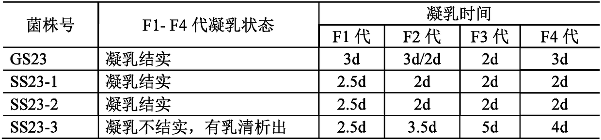 Lactobacillus reuteri SS23-52, preparation of dry powder leavening agent thereof, and applications of lactobacillus reuteri SS23-52 and dry powder leavening agent in pure probiotic yogurt