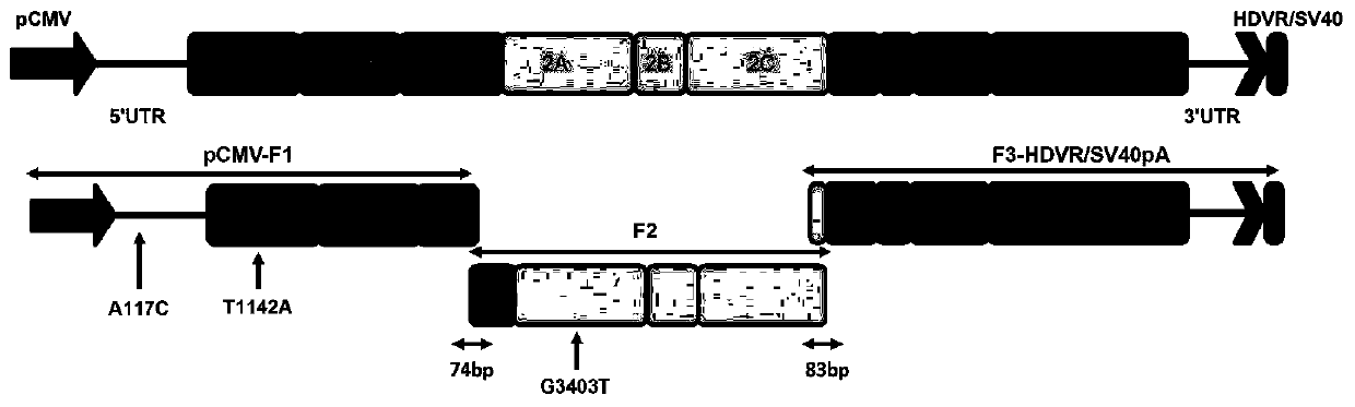 Type 3 duck hepatitis A virus mutation gene ISA-A117C-T1142A and construction method