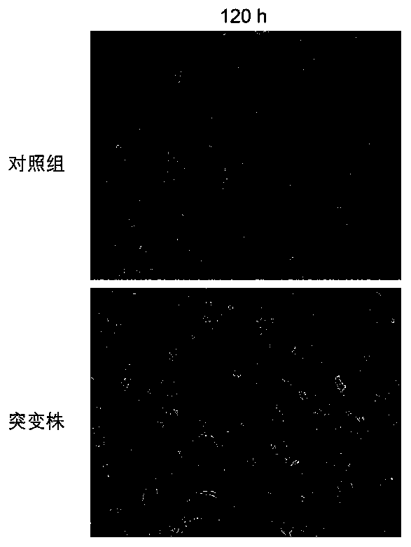 Type 3 duck hepatitis A virus mutation gene ISA-A117C-T1142A and construction method