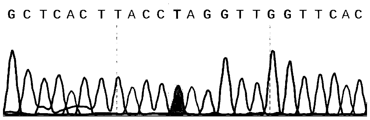 Type 3 duck hepatitis A virus mutation gene ISA-A117C-T1142A and construction method