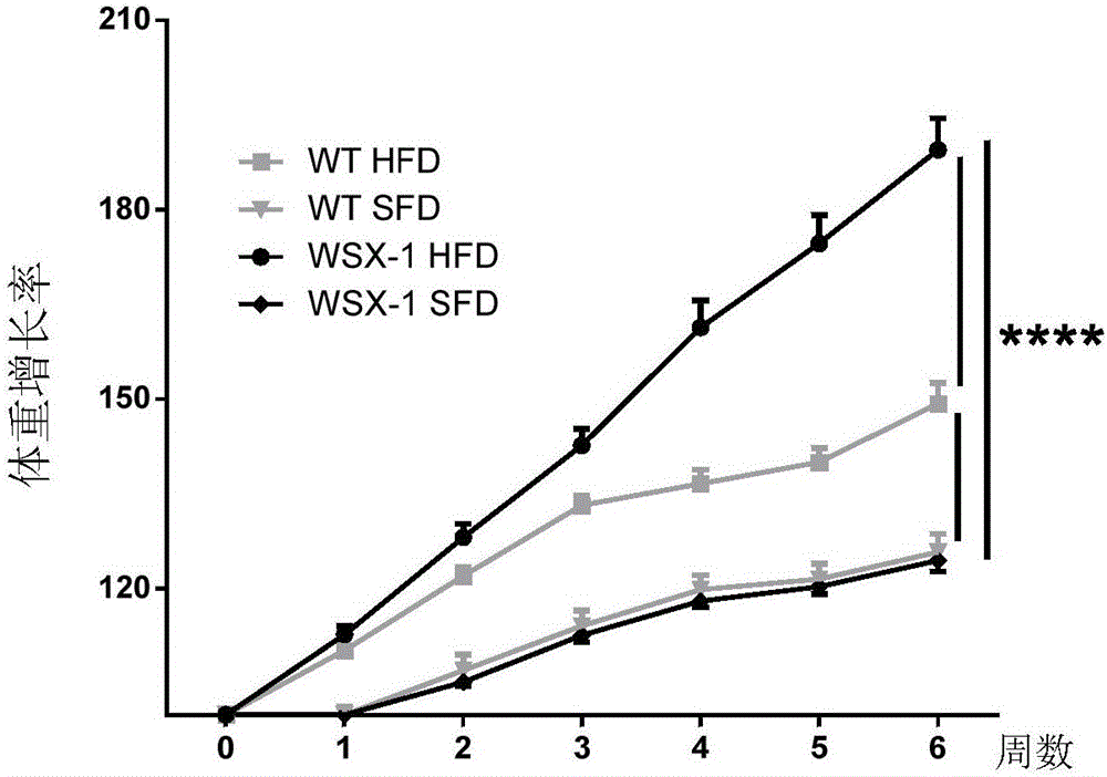 Application of IL-27 receptor activator to preparation of products for treating obesity and complications thereof