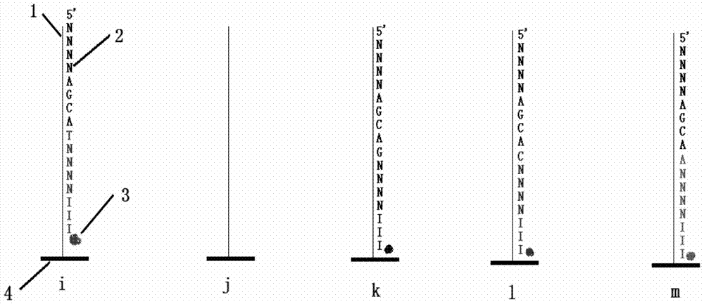 Hybrid high-throughput DNA sequencing method based on ligase reaction