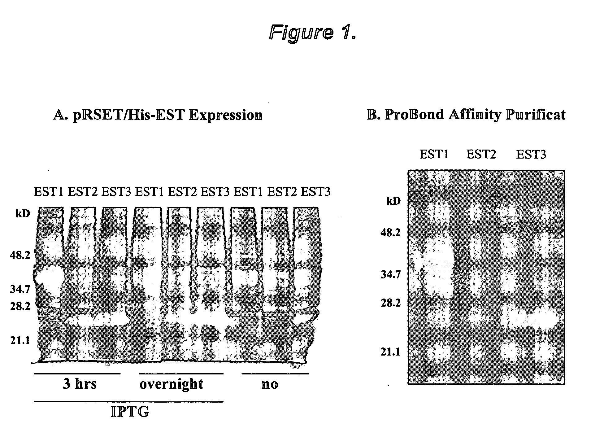 Growth arrest specific gene 6 peptides, antibodies, compositions, methods and uses