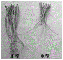 New burkholderia cenocepacia and application thereof