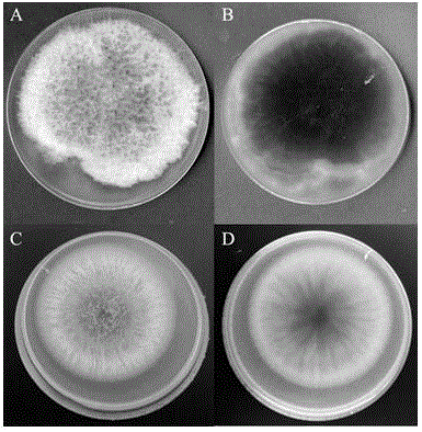 New burkholderia cenocepacia and application thereof