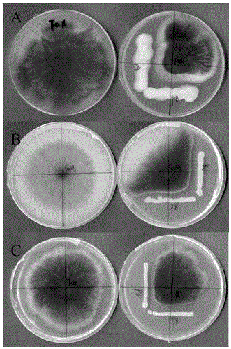 New burkholderia cenocepacia and application thereof