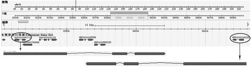 Application of IRT1 promoter insertion element in apple