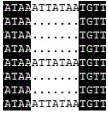 Application of IRT1 promoter insertion element in apple